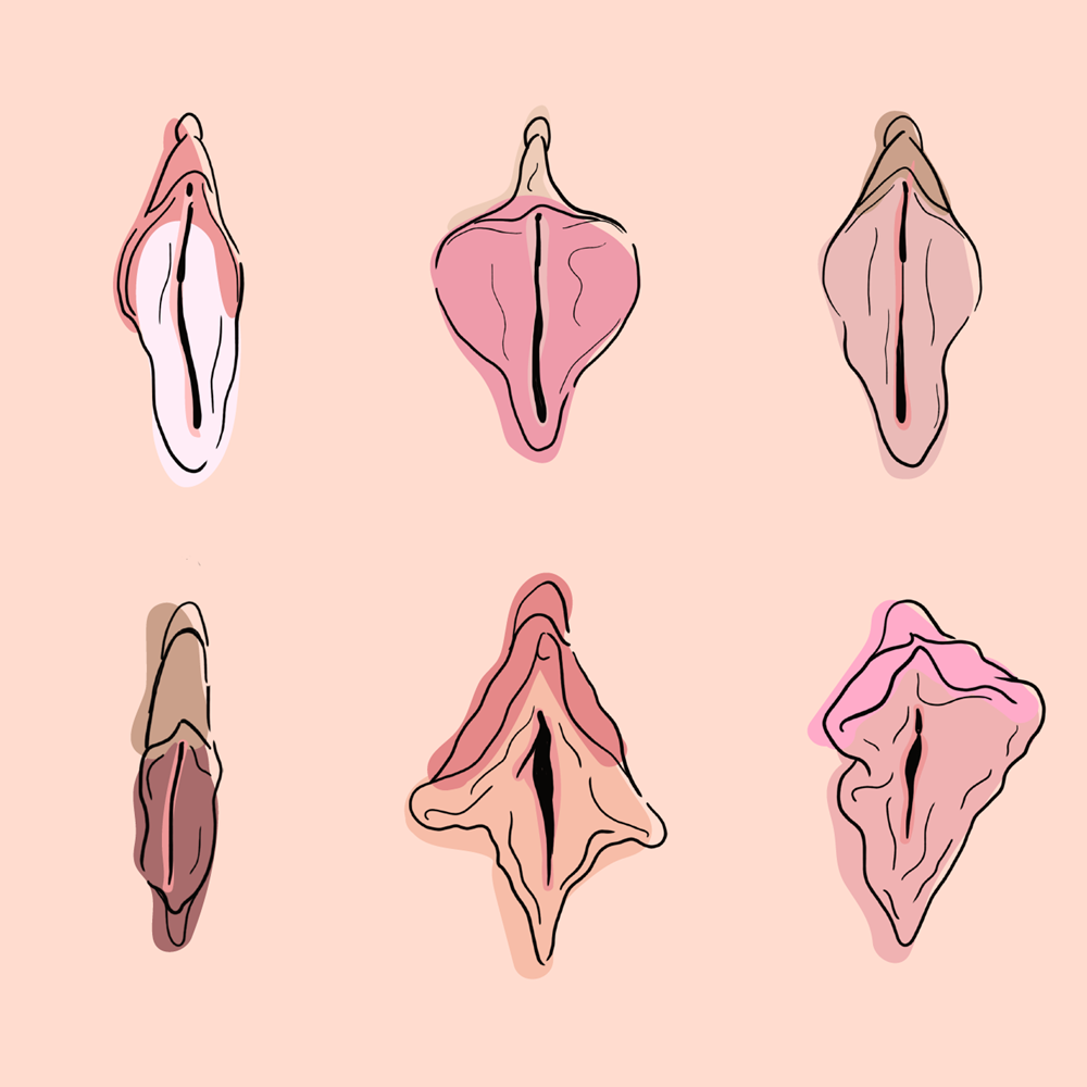 vulva